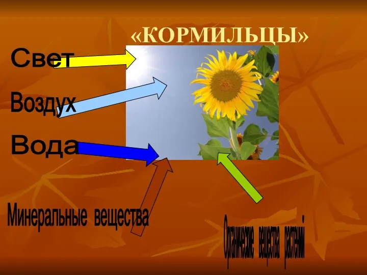 «КОРМИЛЬЦЫ» Органические вещества растений Свет Воздух Вода Минеральные вещества