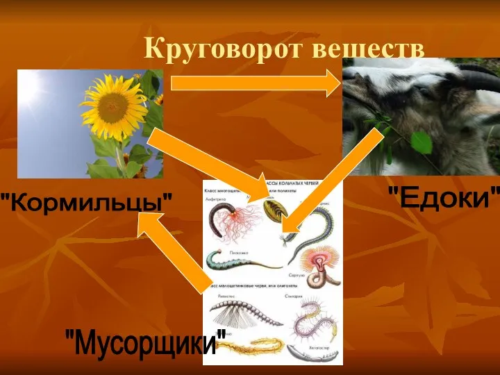 Круговорот веществ "Кормильцы" "Едоки" "Мусорщики"