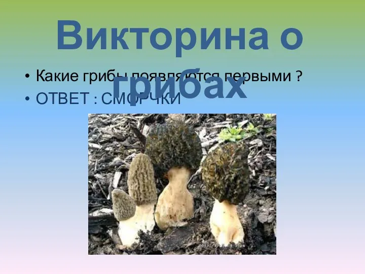 Какие грибы появляются первыми ? ОТВЕТ : СМОРЧКИ Викторина о грибах