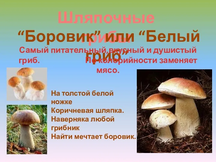 Шляпочные грибы “Боровик” или “Белый гриб” Самый питательный,вкусный и душистый