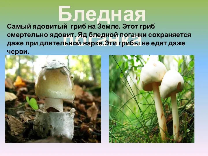 Бледная поганка Самый ядовитый гриб на Земле. Этот гриб смертельно