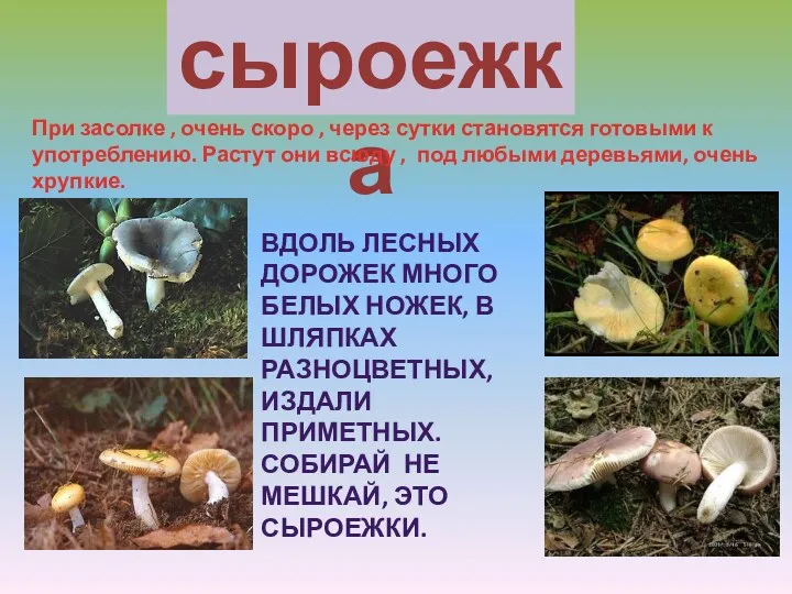 сыроежка При засолке , очень скоро , через сутки становятся