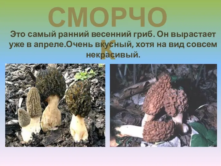 сморчок Это самый ранний весенний гриб. Он вырастает уже в