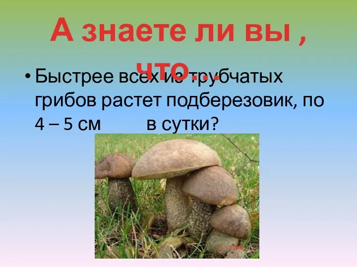 Быстрее всех из трубчатых грибов растет подберезовик, по 4 –
