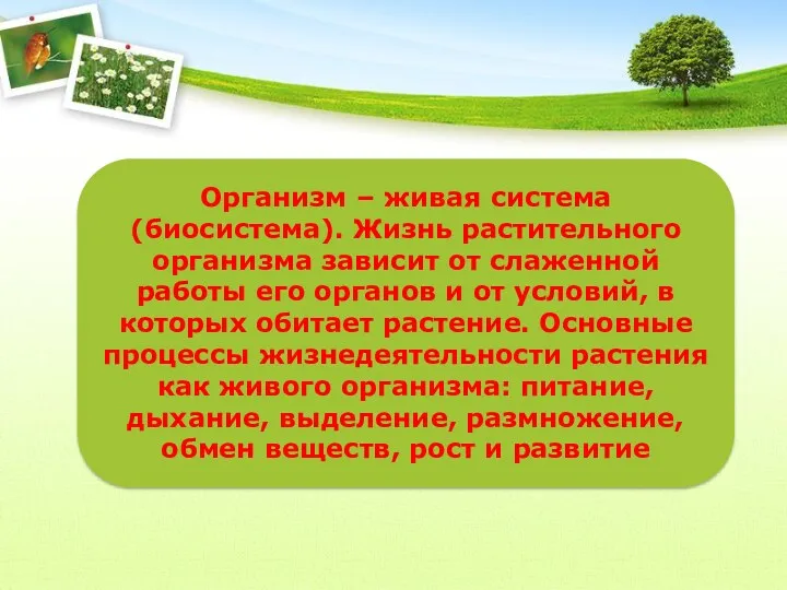 Организм – живая система (биосистема). Жизнь растительного организма зависит от