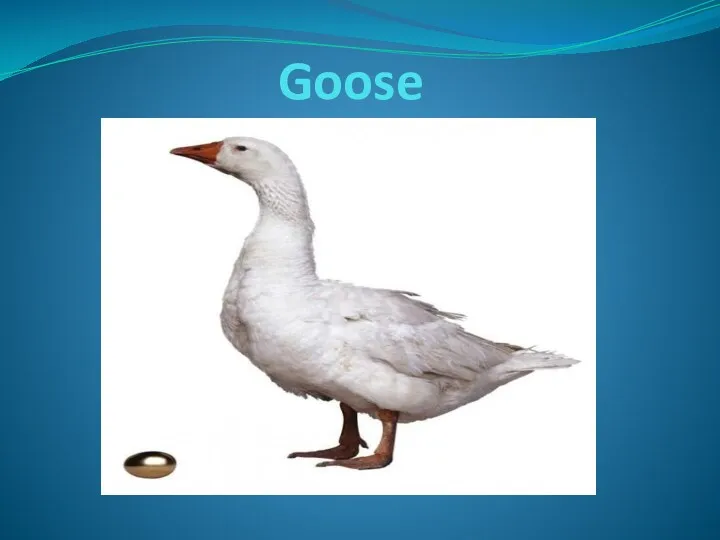 Goose