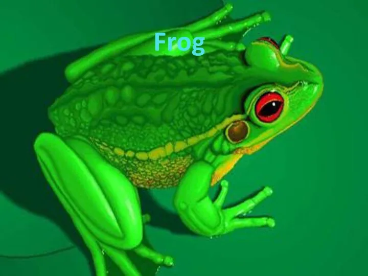 Frog