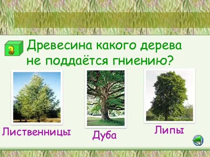 Станция «Зелёный друг» Древесина какого дерева не поддаётся гниению? Лиственницы Дуба Липы