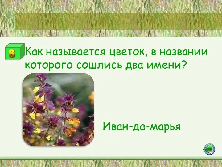 Как называется цветок, в названии которого сошлись два имени? Иван-да-марья Станция «Цветная мозаика»