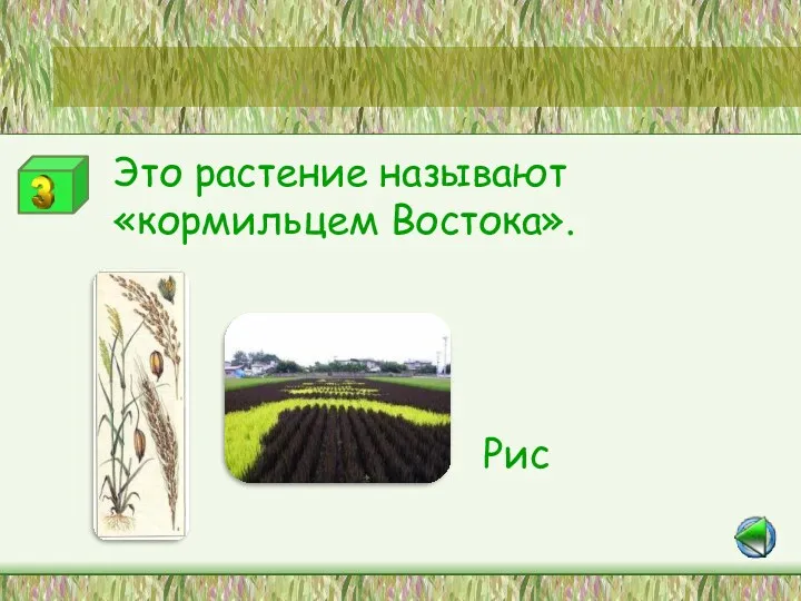 Станция «Это интересно» Это растение называют «кормильцем Востока». Рис