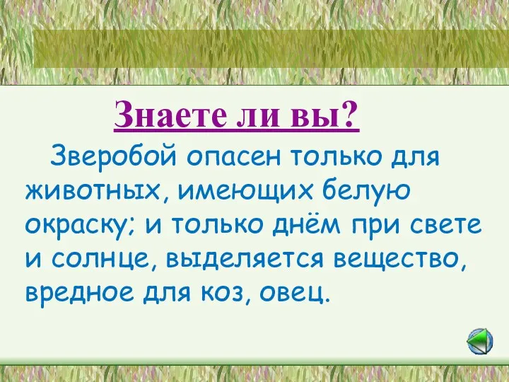 Станция «Лесная аптека» Знаете ли вы? Зверобой опасен только для