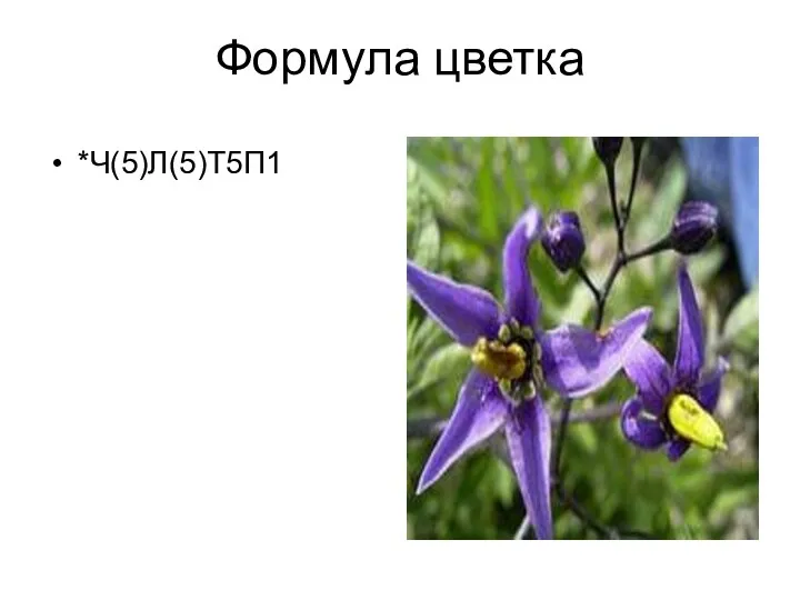Формула цветка *Ч(5)Л(5)Т5П1