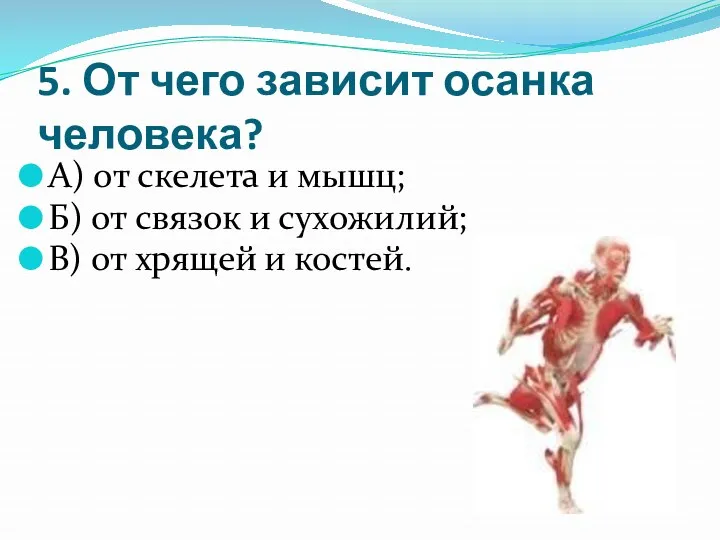 5. От чего зависит осанка человека? А) от скелета и