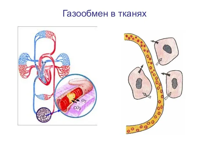 Газообмен в тканях