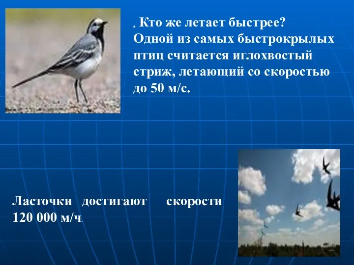 . Кто же летает быстрее? Одной из самых быстрокрылых птиц