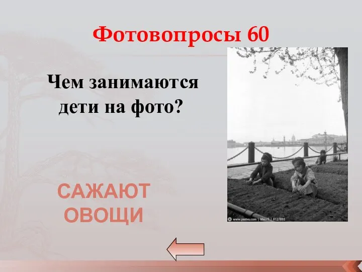 Фотовопросы 60 Чем занимаются дети на фото? Сажают овощи