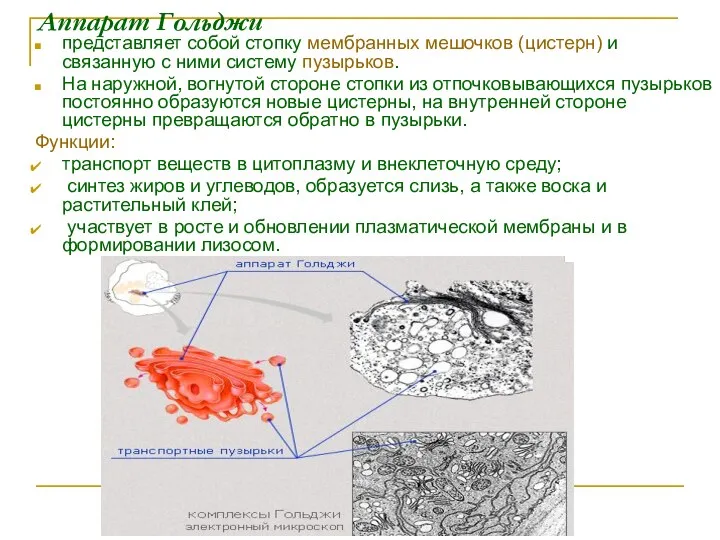 Аппарат Гольджи представляет собой стопку мембранных мешочков (цистерн) и связанную