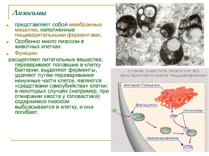 Лизосомы представляют собой мембранные мешочки, наполненные пищеварительными ферментами. Особенно много