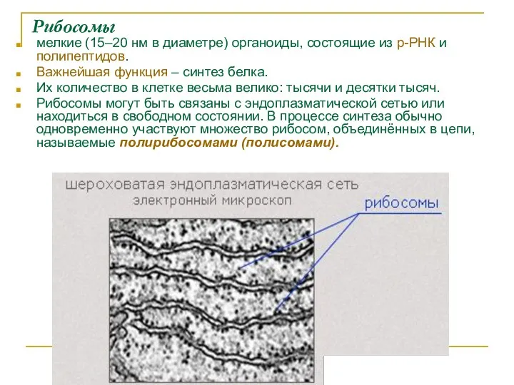 Рибосомы мелкие (15–20 нм в диаметре) органоиды, состоящие из р-РНК