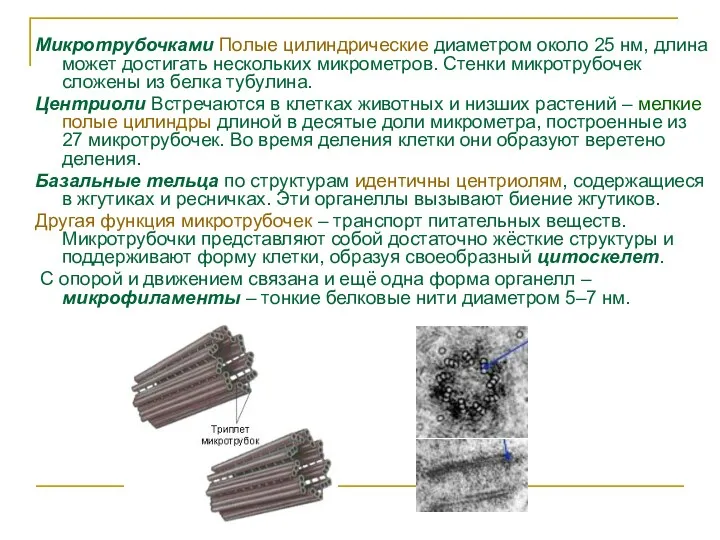 Микротрубочками Полые цилиндрические диаметром около 25 нм, длина может достигать