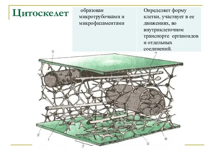 Цитоскелет