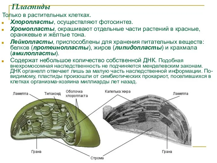 Пластиды Только в растительных клетках. Хлоропласты, осуществляют фотосинтез. Хромопласты, окрашивают