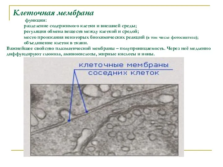 Клеточная мембрана функции: разделение содержимого клетки и внешней среды; регуляция