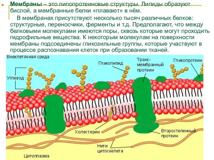 Мембраны – это липопротеиновые структуры. Липиды образуют бислой, а мембранные