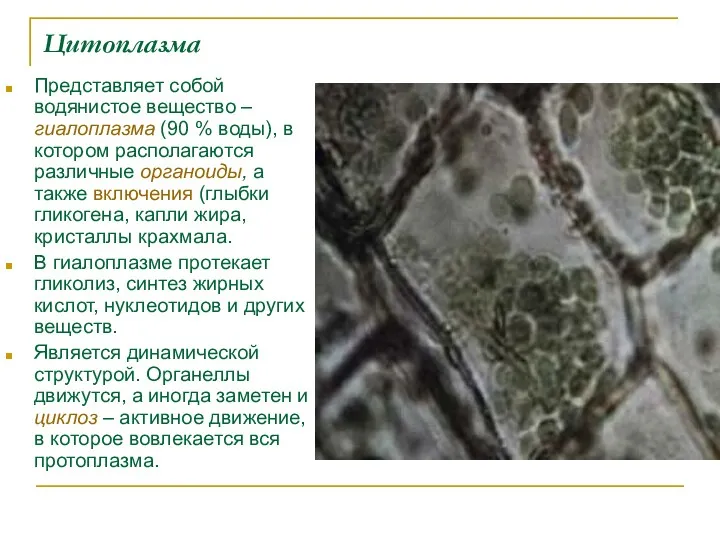 Цитоплазма Представляет собой водянистое вещество – гиалоплазма (90 % воды),