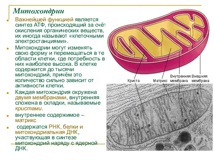 Митохондрии Важнейшей функцией является синтез АТФ, происходящий за счёт окисления