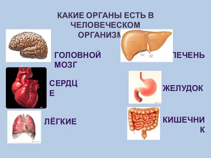 Какие органы есть в человеческом организме? Головной мозг сердце лёгкие печень желудок кишечник
