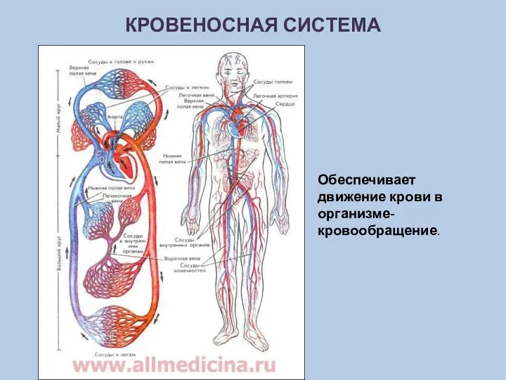 Обеспечивает движение крови в организме-кровообращение. Кровеносная система