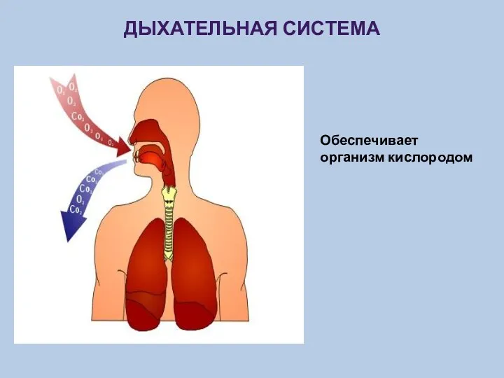 Дыхательная система Обеспечивает организм кислородом