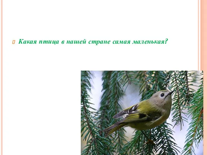 Какая птица в нашей стране самая маленькая?