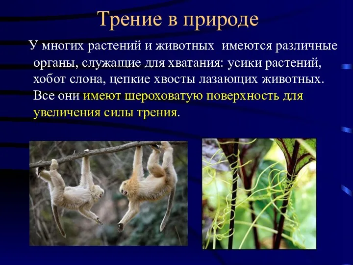 Трение в природе У многих растений и животных имеются различные