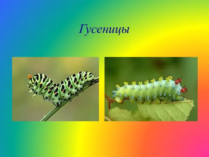 Гусеницы