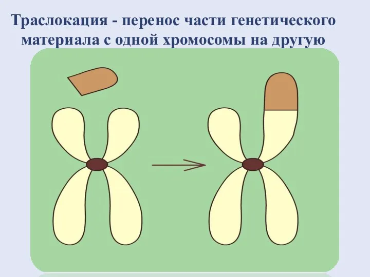 Траслокация - перенос части генетического материала с одной хромосомы на другую
