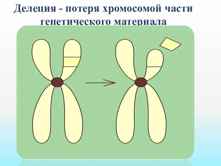 Делеция - потеря хромосомой части генетического материала