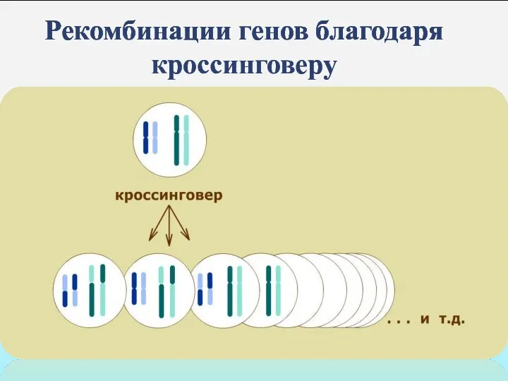 Рекомбинации генов благодаря кроссинговеру