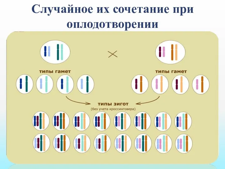 Случайное их сочетание при оплодотворении