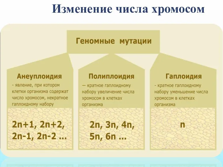 Изменение числа хромосом