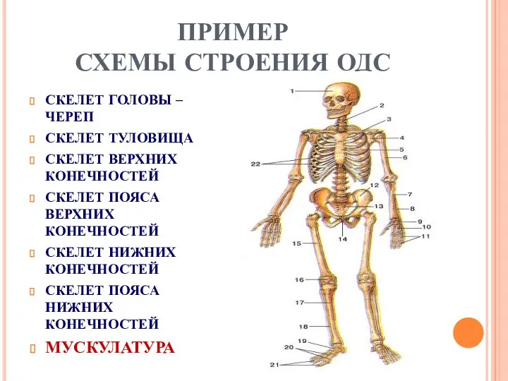 ПРИМЕР СХЕМЫ СТРОЕНИЯ ОДС СКЕЛЕТ ГОЛОВЫ – ЧЕРЕП СКЕЛЕТ ТУЛОВИЩА