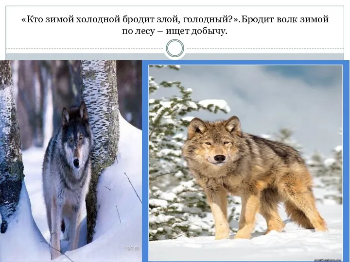 «Кто зимой холодной бродит злой, голодный?».Бродит волк зимой по лесу – ищет добычу.