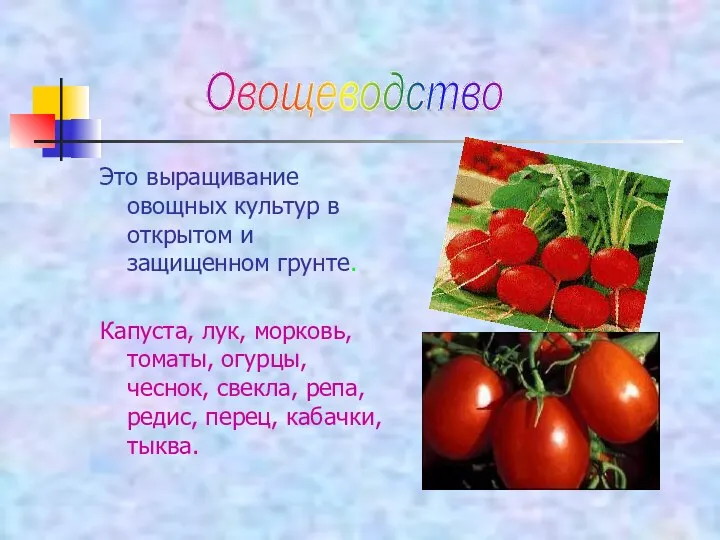 Это выращивание овощных культур в открытом и защищенном грунте. Капуста,