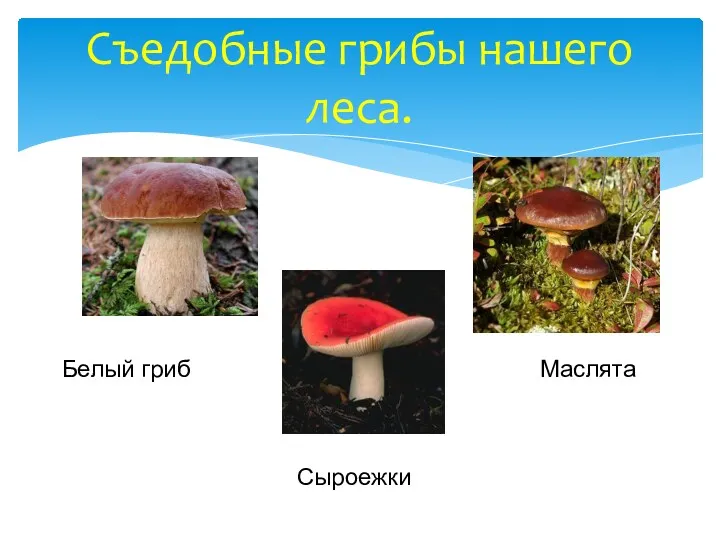 Съедобные грибы нашего леса. Белый гриб Сыроежки Маслята