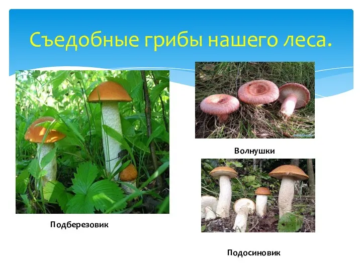 Съедобные грибы нашего леса. Подберезовик Волнушки Подосиновик
