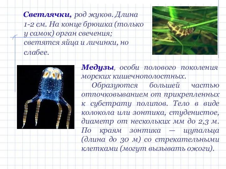 Светлячки, род жуков. Длина 1-2 см. На конце брюшка (только у самок) орган