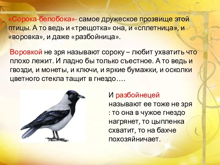 «Сорока-белобока»- самое дружеское прозвище этой птицы. А то ведь и