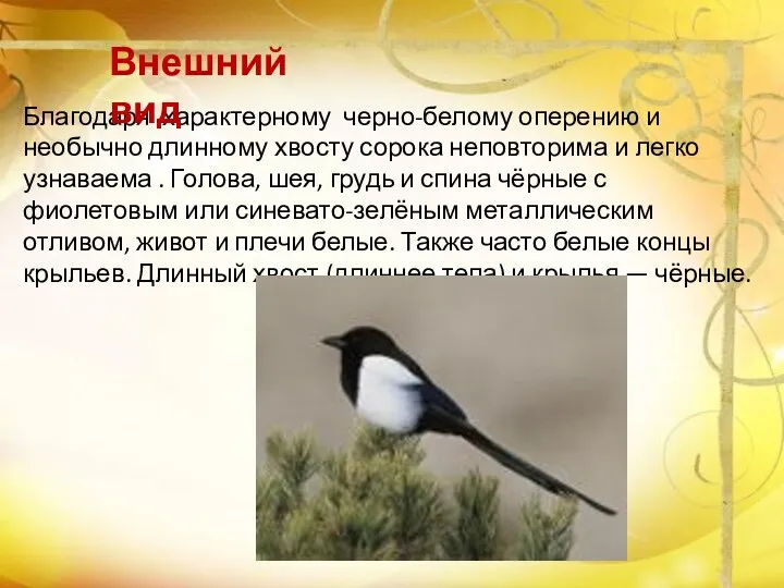 Благодаря характерному черно-белому оперению и необычно длинному хвосту сорока неповторима