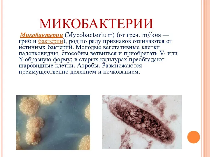 МИКОБАКТЕРИИ Микобактерии (Mycobacterium) (от греч. mýkes — гриб и бактерии),